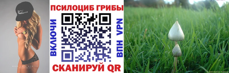 omg зеркало Миллерово Псилоцибиновые грибы Psilocybe