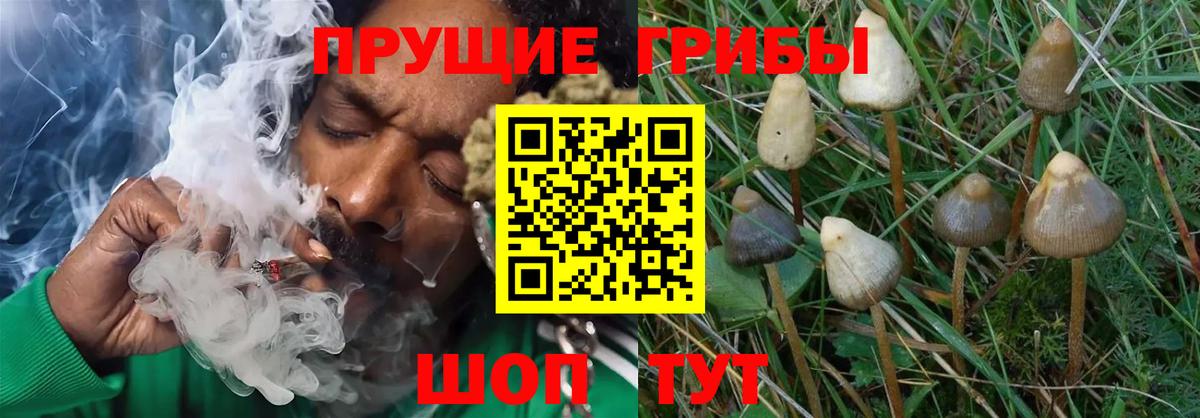 Миллерово  Галлюциногенные грибы прущие грибы  Вход с VPN 